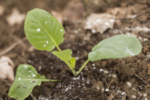 Freshly planted cabbage plant with a dusting of diatomaceous earth!