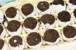 A new experiment for us: Seedlings started in egg shells!